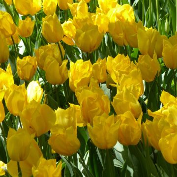 Varhainen yksinkertainen tulppaani Yokohama