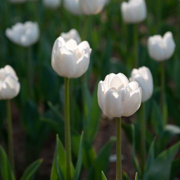 Myöhäinen yksinkertainen tulppaani Angels Wish