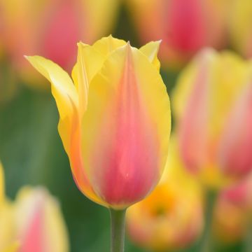 Myöhäinen yksinkertainen tulppaani Blushing Beauty