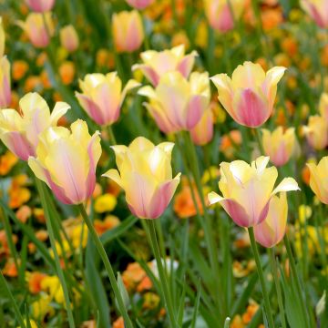 Myöhäinen yksinkertainen tulppaani Blushing Lady