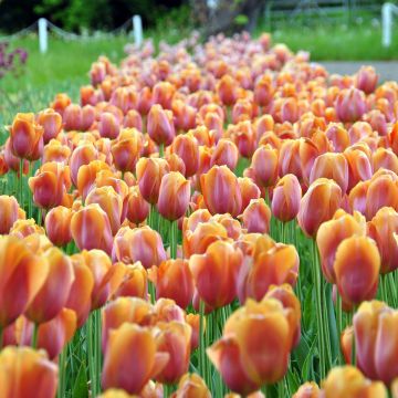 Myöhäinen yksinkertainen tulppaani Dordogne