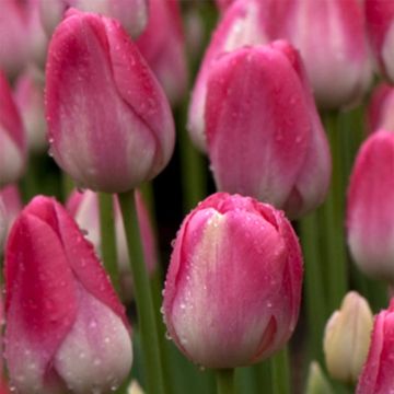 Myöhäinen yksinkertainen tulppaani Dreamland
