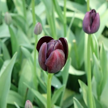 Myöhäinen yksinkertainen tulppaani Reine de la Nuit