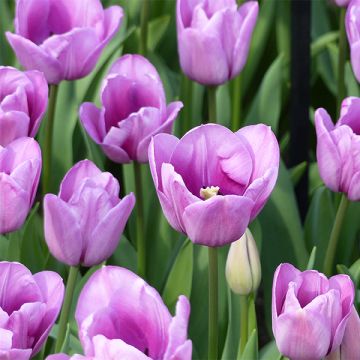 Myöhäinen yksinkertainen tulppaani Violet Beauty