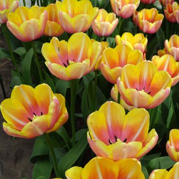 Myöhäinen yksinkertainen tulppaani Yellow Jumbo Beauty
