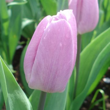 Varhainen yksinkertainen tulppaani Candy Prince