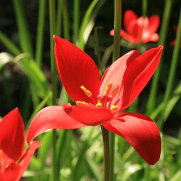 Roihutulppaani - Tulipa sprengeri