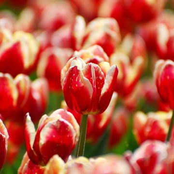 Triumftulppaani Armani