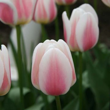 Triumftulppaani Beau Monde
