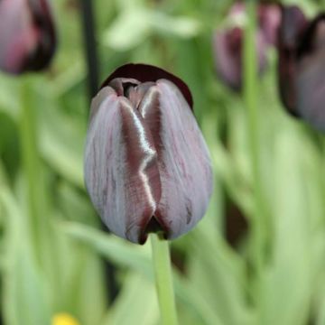 Triumftulppaani Black Charm