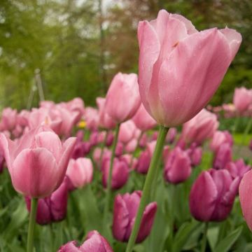Triumftulppaani Early Glory