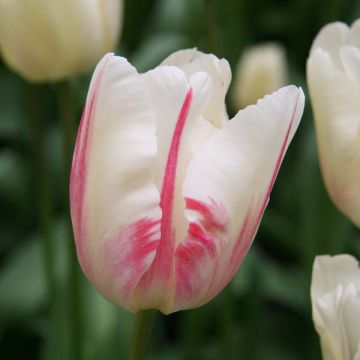 Triumftulppaani Gander's Ouvert