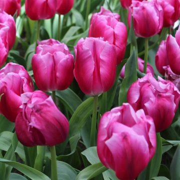 Triumftulppaani In Love