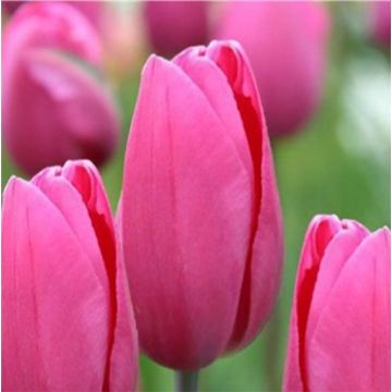 Triumftulppaani Pink Proud