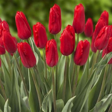 Triumftulppaani Red Proud