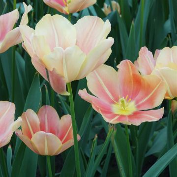 Triumftulppaani Stunning Star