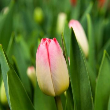 Triumftulppaani Supermodel