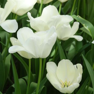 Triumftulppaani White Proud