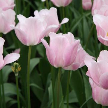 Triumftulppaani Bright Pink Lady