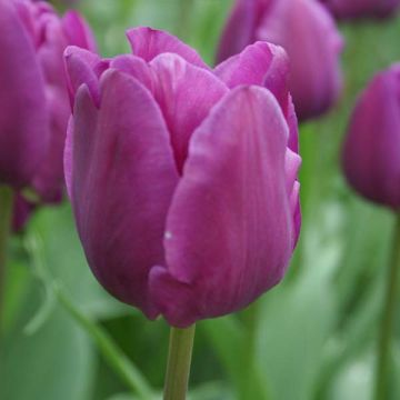 Triumftulppaani Negrita