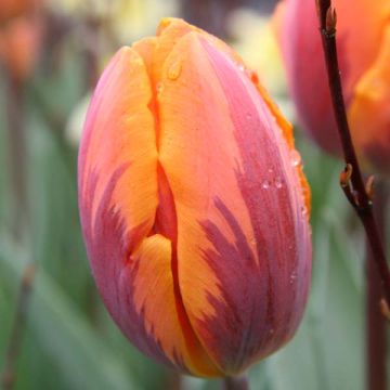 Triumftulppaani Prinses Irene
