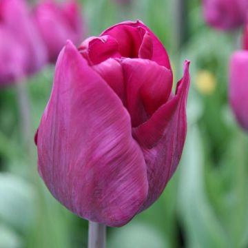 Triumftulppaani Purple Lady