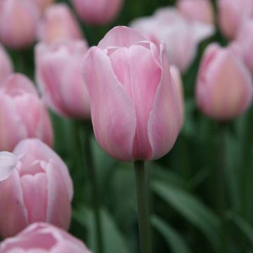 Triumftulppaani Rosalie