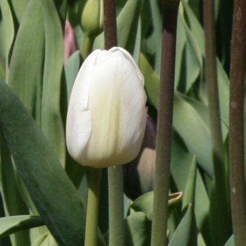 Varhainen yksinkertainen tulppaani White Marvel