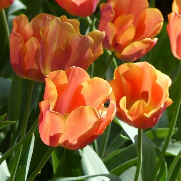 Triumftulppaani Jimmy