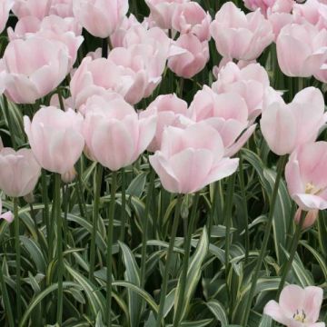 Triumftulppaani Tropical Lady
