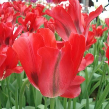 Viherraitatulppaani Red Spring Green
