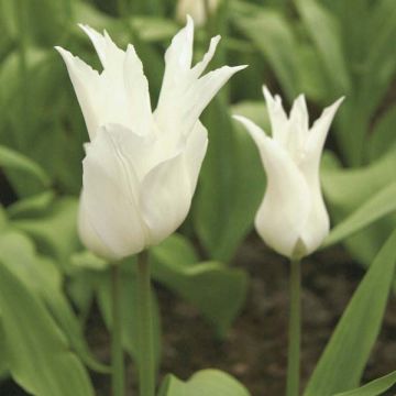 Liljatulppaani White Triumphator