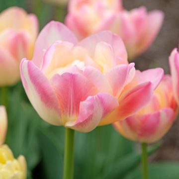 Myöhäinen kerrottu tulppaani Crème Up Star