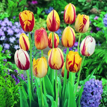 Kasvitieteellinen tulppaani Rembrandt Mix