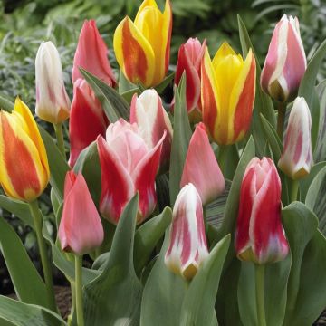 Lummetulppaani Rainbow Mix