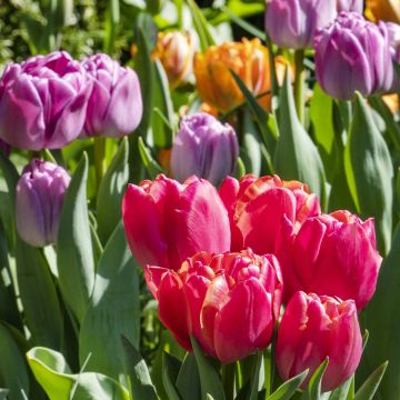 Myöhäinen kerrottu tulppaani Mix