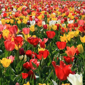 Myöhäinen yksinkertainen tulppaani Mix