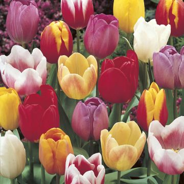 Triumftulppaani Mix