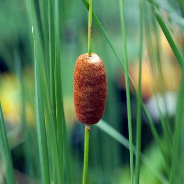 Siro-osmankäämi - Typha laxmannii