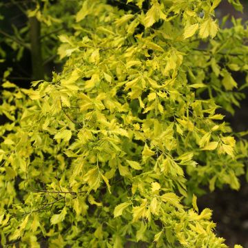 Lehtojalava Viminalis Aurea