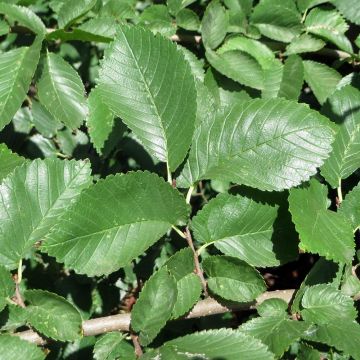Lehtojalava - Ulmus minor