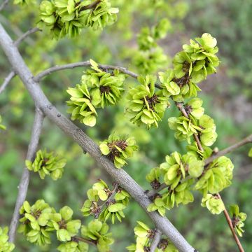 Siperianjalava - Ulmus pumila