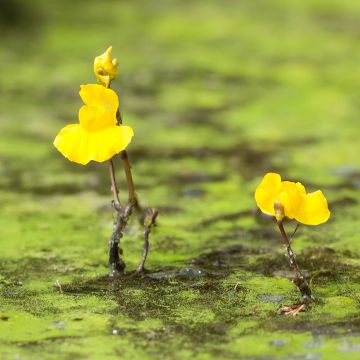 Vesiherne - Utricularia vulgaris