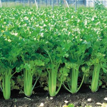 Ruotiselleri Giant Pascal (siemenet)