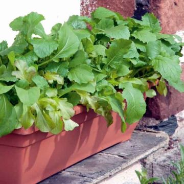 Mesclun-salaattiseos Mesclun Italian Mix (siemenet)