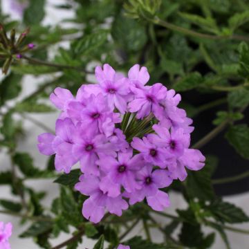 Tarhaverbena Seabrook's Lavender