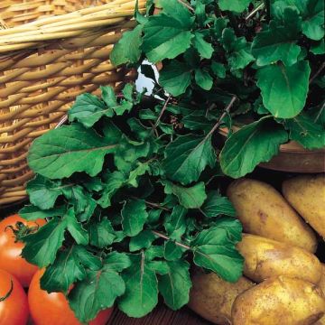 Vihannessinappikaali (rukola) - Eruca sativa