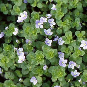 Kaukasiantädyke - Veronica filiformis