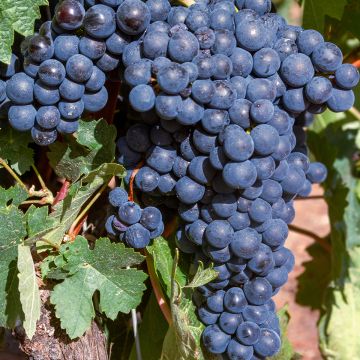 Aitoviiniköynnös Dolcetto