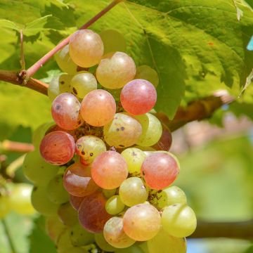 Viiniköynnös Fragola Bianca Precoce